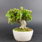 Preview: Bonsai - Dreispitzahorn, Acer Buergerianum Shohin
