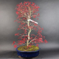 Preview: Bonsai - Japanese Maple, Acer Palmatum Deshojo