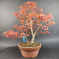 Preview: Bonsai - Fächerahorn, Acer Palmatum Benichidori