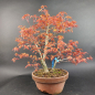 Preview: Bonsai - Fächerahorn, Acer Palmatum Benichidori