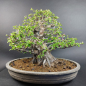 Preview: Bonsai - Quitte, Cydonia Sinensis