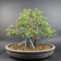Preview: Bonsai - Quitte, Cydonia Sinensis