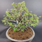 Preview: Bonsai - Quitte, Cydonia Sinensis