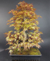 Preview: Bonsai - Japanese Maple, Acer Palmatum
