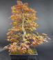 Preview: Bonsai - Japanese Maple, Acer Palmatum