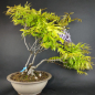 Preview: Bonsai - Wisteria Blauregen, Japan