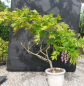 Preview: Bonsai - Wisteria Blauregen, Japan
