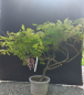 Preview: Bonsai - Wisteria Blauregen, Japan
