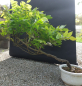 Preview: Bonsai - Wisteria Blauregen, Japan