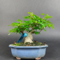 Preview: Bonsai - Dreispitzahorn, Acer Buergerianum Shohin