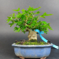 Preview: Bonsai - Dreispitzahorn, Acer Buergerianum Shohin