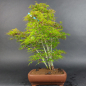 Preview: Bonsai - Fächerahorn, Acer Palmatum Yukihime