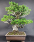 Preview: Bonsai - Mädchenkiefer, Pinus Pentaphylla Kokonoe, Japan