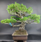 Preview: Bonsai - Mädchenkiefer, Pinus Pentaphylla Kokonoe, Japan