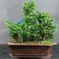 Preview: Bonsai - Sekka Hinoki Wald, chamaecyparis obtusa, 17 Bäume, Japan
