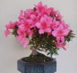 Preview: Bonsai - Jap. Satsuki Azalee, Chinzan