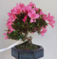 Preview: Bonsai - Jap. Satsuki Azalee, Chinzan