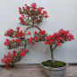 Preview: Bonsai - Jap. Satsuki Azalee, Hi no Hikari