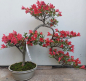 Preview: Bonsai - Jap. Satsuki Azalee, Hi no Hikari