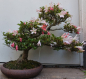 Preview: Bonsai - Jap. Satsuki Azalee, Nanbanishiki