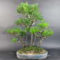 Preview: Bonsai - Japanese Black Pine, Pinus Thunbergii, Forest, 7 Trees