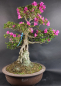 Preview: Bonsai - Jap. Satsuki Azalee, Hoshi-no-Kagayaki