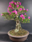 Preview: Bonsai - Jap. Satsuki Azalee, Hoshi-no-Kagayaki