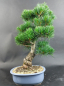Preview: Bonsai - Japanese White Pine, Pinus Pentaphylla