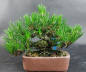 Preview: Bonsai - Pinus Thunbergii, Schwarzkiefer, Shohin, Japan