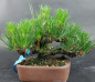 Preview: Bonsai - Pinus Thunbergii, Schwarzkiefer, Shohin, Japan