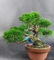 Preview: Bonsai - Wacholder, Juniperus Chinensis, Shohin