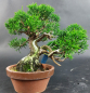 Preview: Bonsai - Wacholder, Juniperus Chinensis, Shohin