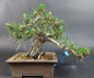 Preview: Bonsai - Schwarzkiefer, Pinus Thunbergii, Senjumaru, Japan