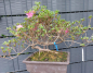 Preview: Bonsai - Jap. Satsuki Azalee, Miyama Kirishima