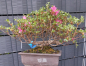 Preview: Bonsai - Jap. Satsuki Azalee, Miyama Kirishima