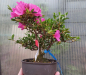 Preview: Bonsai - Jap. Satsuki Azalee, Hoshi-no-Kagayaki, Shohin