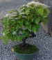 Preview: Bonsai - Schneeball, Viburnum Dilatatum