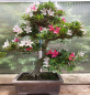 Preview: Bonsai - Jap. Satsuki Azalee, Tenkaboshi