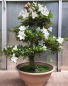 Preview: Bonsai - Japanese Satsuki Azalea, Hitomebore