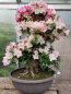 Preview: Bonsai - Japanese Satsuki Azalea, Karen