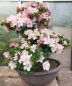 Preview: Bonsai - Japanese Satsuki Azalea, Karen