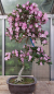 Preview: Bonsai - Japanese Satsuki Azalea, Murasakisuisho