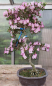 Preview: Bonsai - Japanese Satsuki Azalea, Murasakisuisho