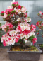 Preview: Bonsai - Jap. Satsuki Azalee, Fureai-no-Sato