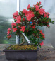 Preview: Bonsai - Japanese Satsuki Azalea, Kinkaboshi