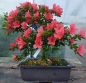 Preview: Bonsai - Japanese Satsuki Azalea, Kinkaboshi
