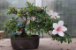 Preview: Bonsai - Japanese Satsuki Azalea, Hi-no-Maru