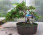 Preview: Bonsai - Japanese Satsuki Azalea, Hi-no-Maru