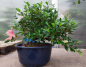 Preview: Bonsai - Jap. Satsuki Azalee, Matsukagami