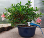 Preview: Bonsai - Jap. Satsuki Azalee, Matsukagami